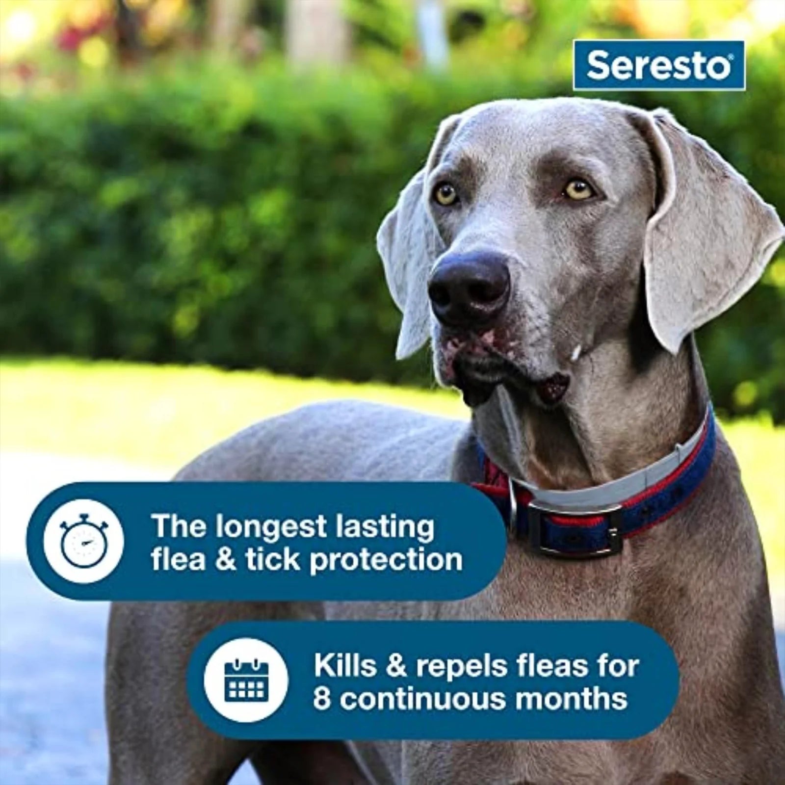 Flea & Tick Collar for Large Dogs